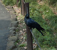 La faune au parc Kitanomaru